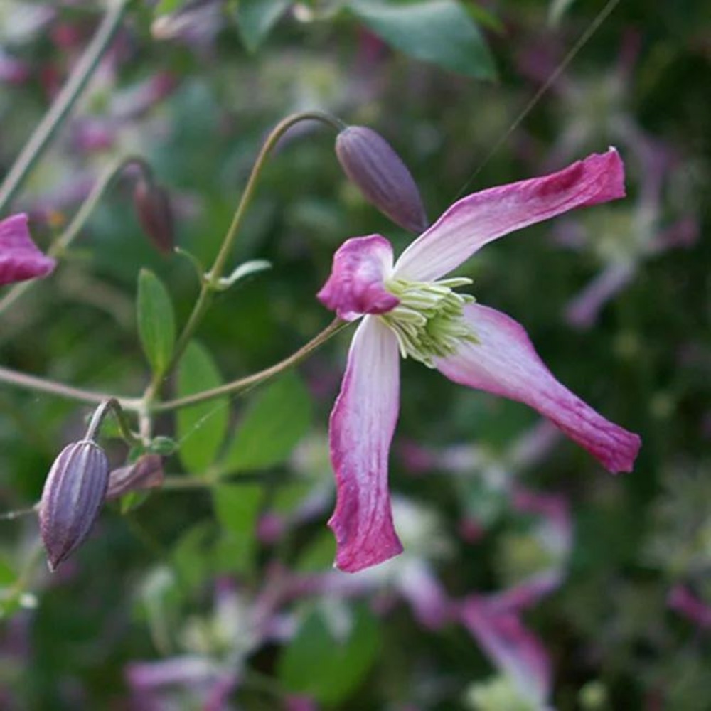 Clématite 'rubromarginata' - clematis trinernata 3l