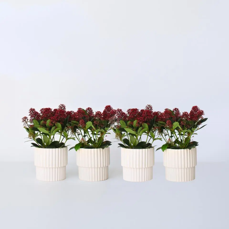 Skimmia - Set van 4 - Skimmia japonica 'Rubella' - Hoogte 35-45cm - ⌀15cm
