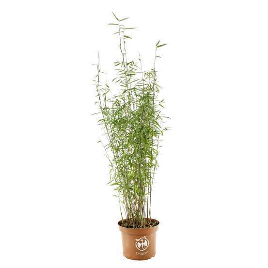 Bambou non-traçant fargesia nitida 'Red Dragon': pot de 5 litres