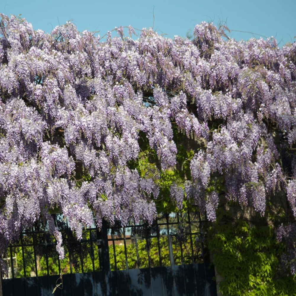 Glycine de chine sinensis/wisteria sinensis[-]pot de 1,5l - tuteur bambou 30/60 cm