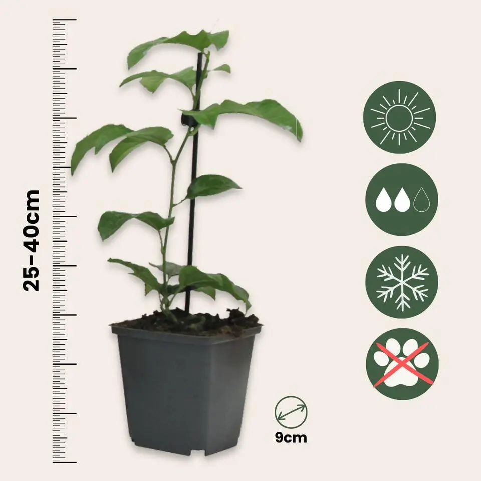 Passiebloem - Set van 3 - Passiflora hybridum - Hoogte 25-40cm - ⌀9cm