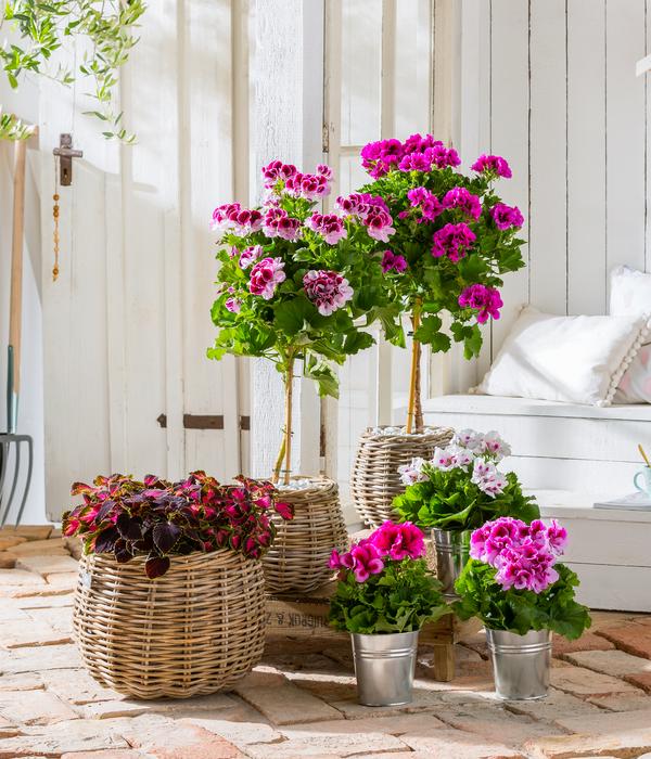 Edelgeranie 'Edle Schönheiten', verschiedene