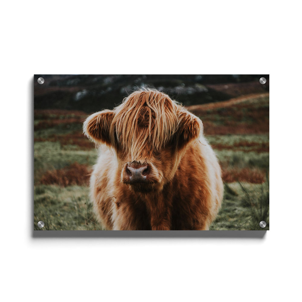 Walljar plexiglas schilderij - Schotse Hooglander Plexiglas schilderij - 60 x 90 cm