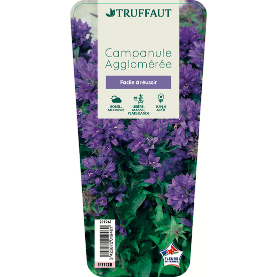 Campanule agglomérée : godet vert
