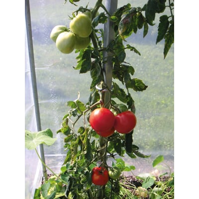 Tomatenstab Stahl verzinkt