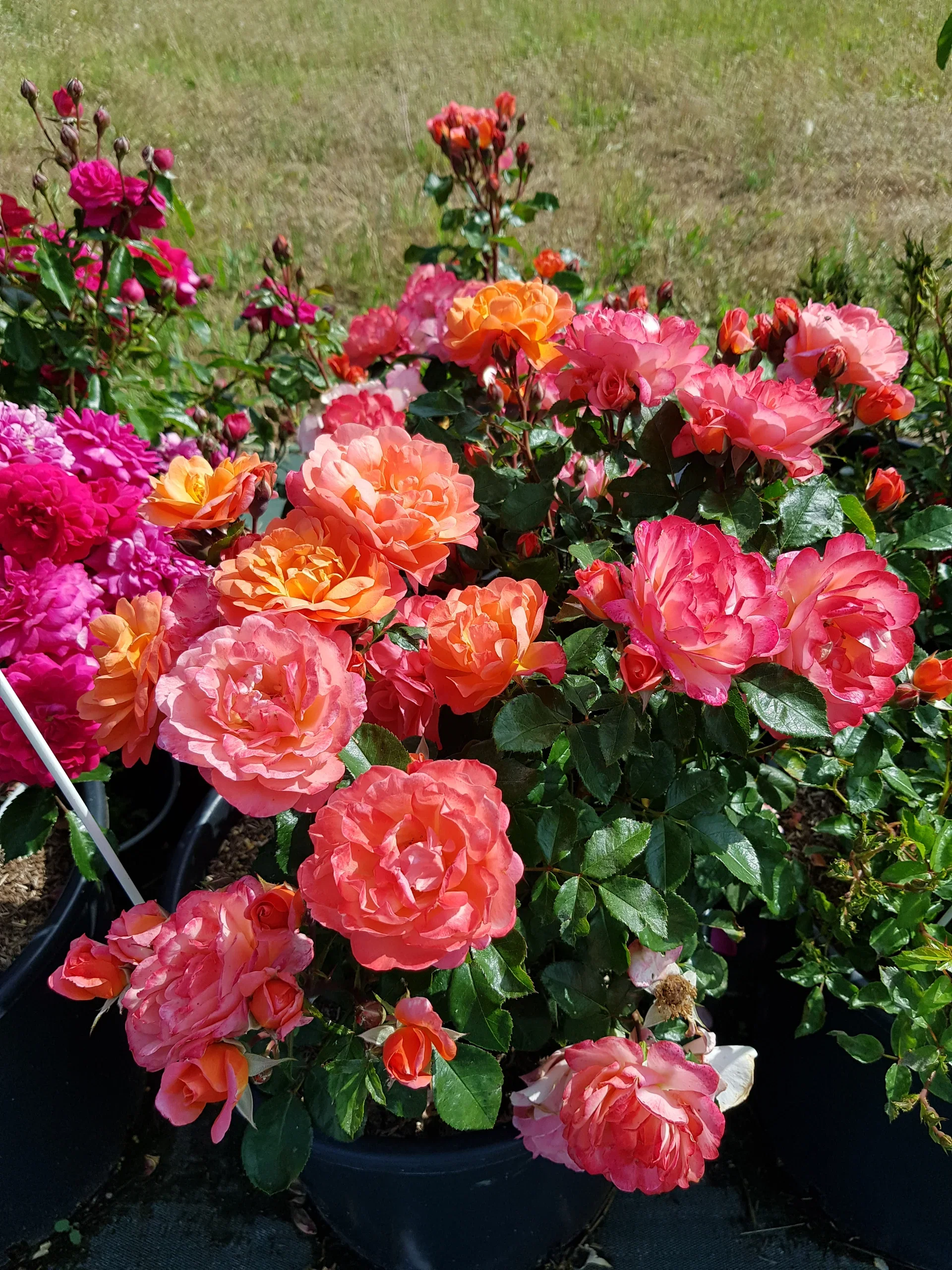 Rosa SUGAR CANDY ROSE Ø21 cm