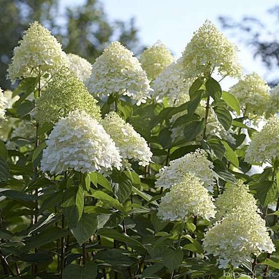 Hydrangea paniculata, ctr 10 L