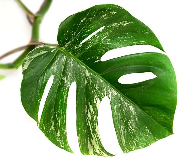 Fensterblatt - Monstera deliciosa 'Variegata',