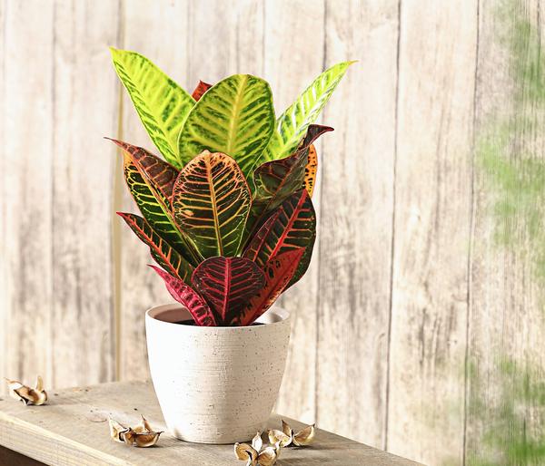 Wunderstrauch - Codiaeum variegatum 'Petra'