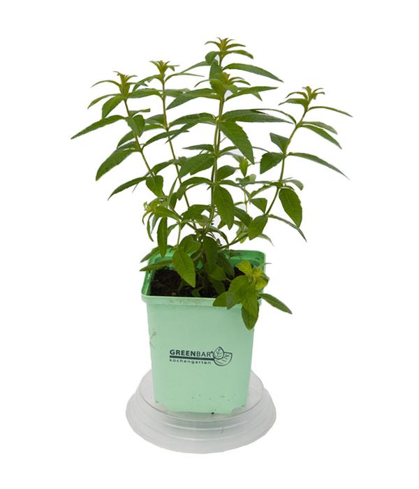 GREENBAR® Zitronenverbene