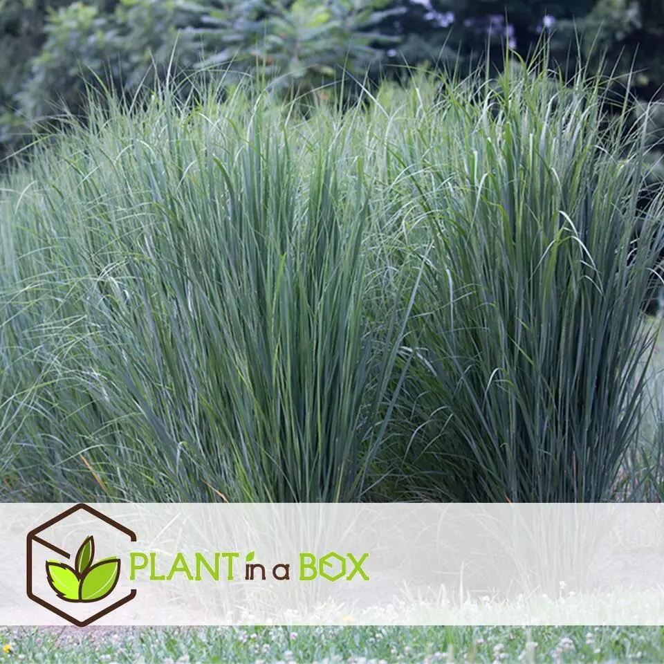 Vingergras - Panicum virgatum 'Northwind' - Hoogte 40-60cm - ⌀23cm