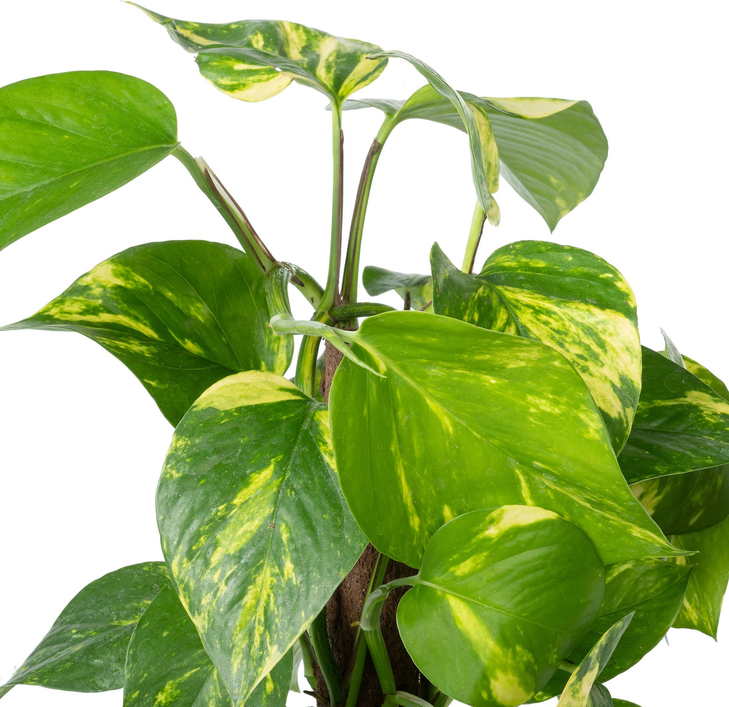 Drakenklimop op duurzame klimstok (Epipremnum pinnatum 'Aureum') D 14 H 50 cm