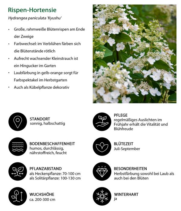 Blütenhecke Impress, 4-teilig