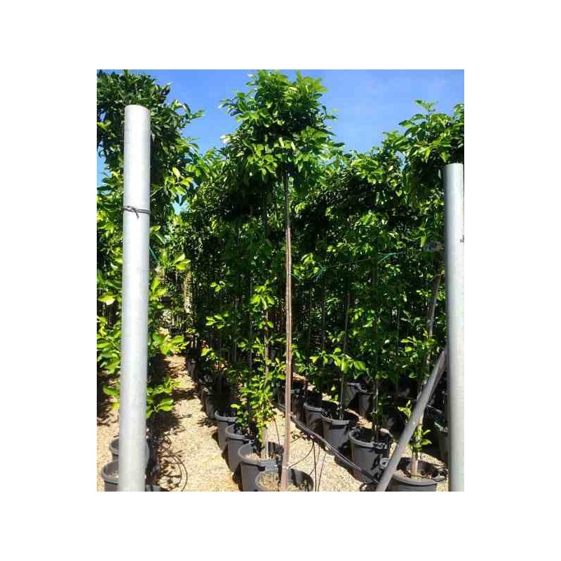 Citrus aurantium (orange amère/bigaradier) blanc - taille pot de 30 litres ? 200/250cm - per10/12m
