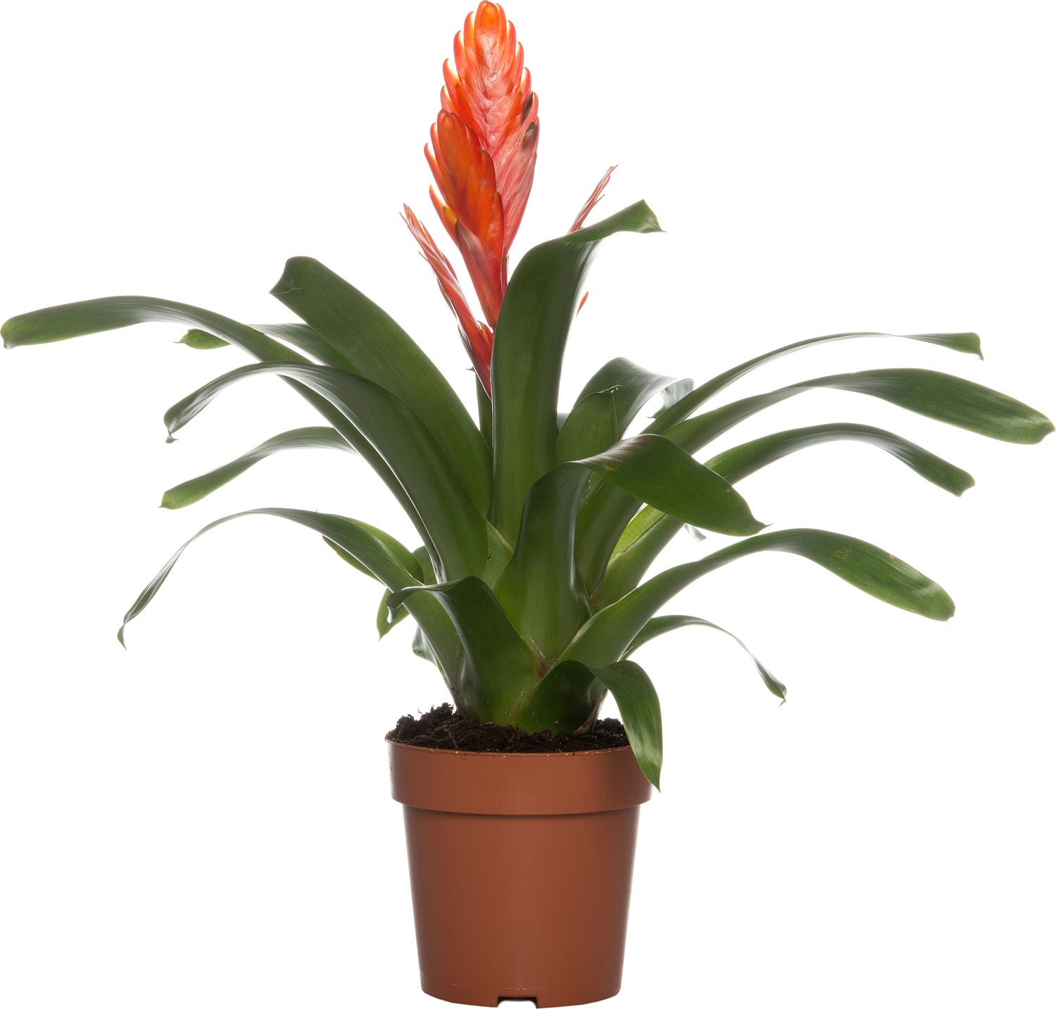 Vriesea (Vriesea 'Intenso Orange') D 12 H 42 cm