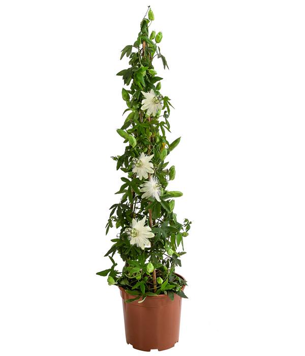 Passionsblume, Pyramide, verschiedene Sorten