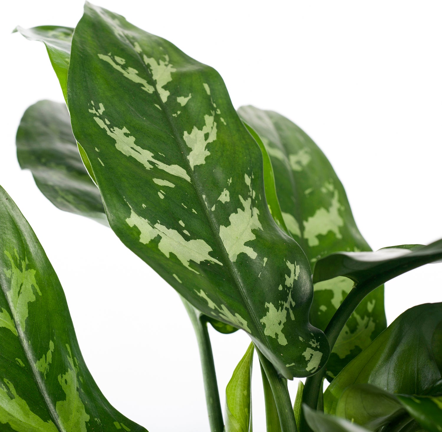 Aglaonema (Aglaonema 'Maria') D 14 H 35 cm