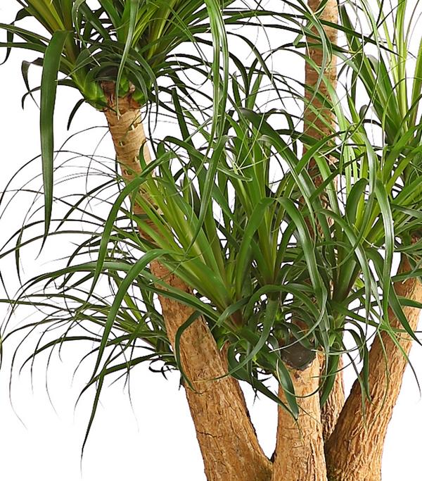 Elefantenfuß - Beaucarnea recurvata,
