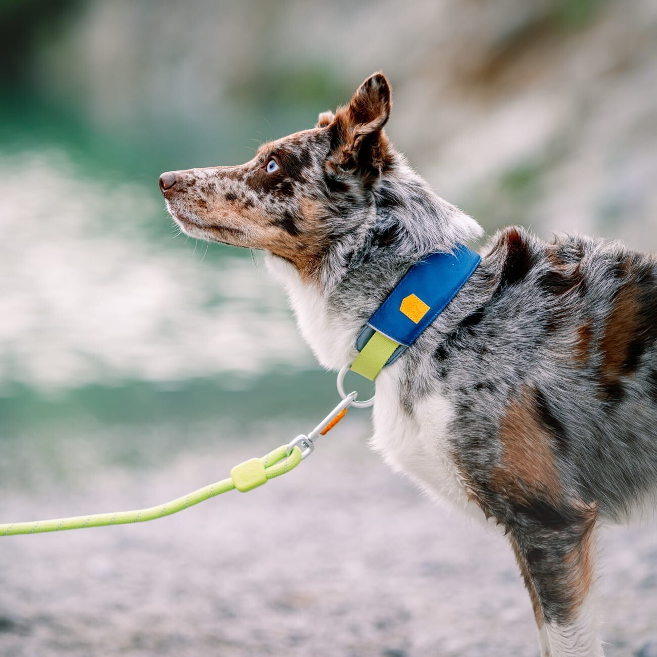 Woolly Wolf Halsband Alpha 360 Deep Teal Mix S