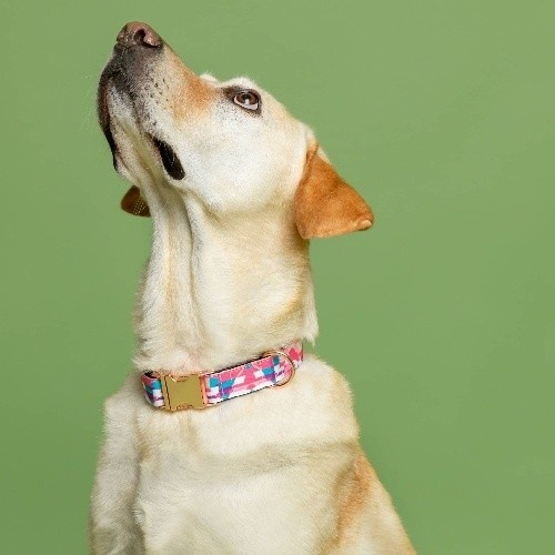 Coleira Qawra rosa Baona para cães