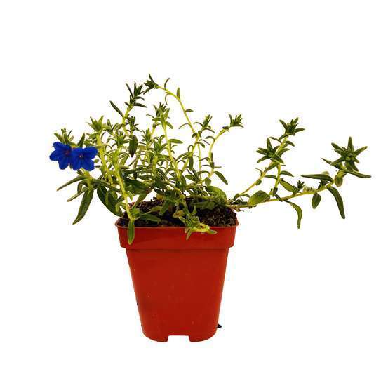 Gremil diffusa Heavenly Blue : godet rouge