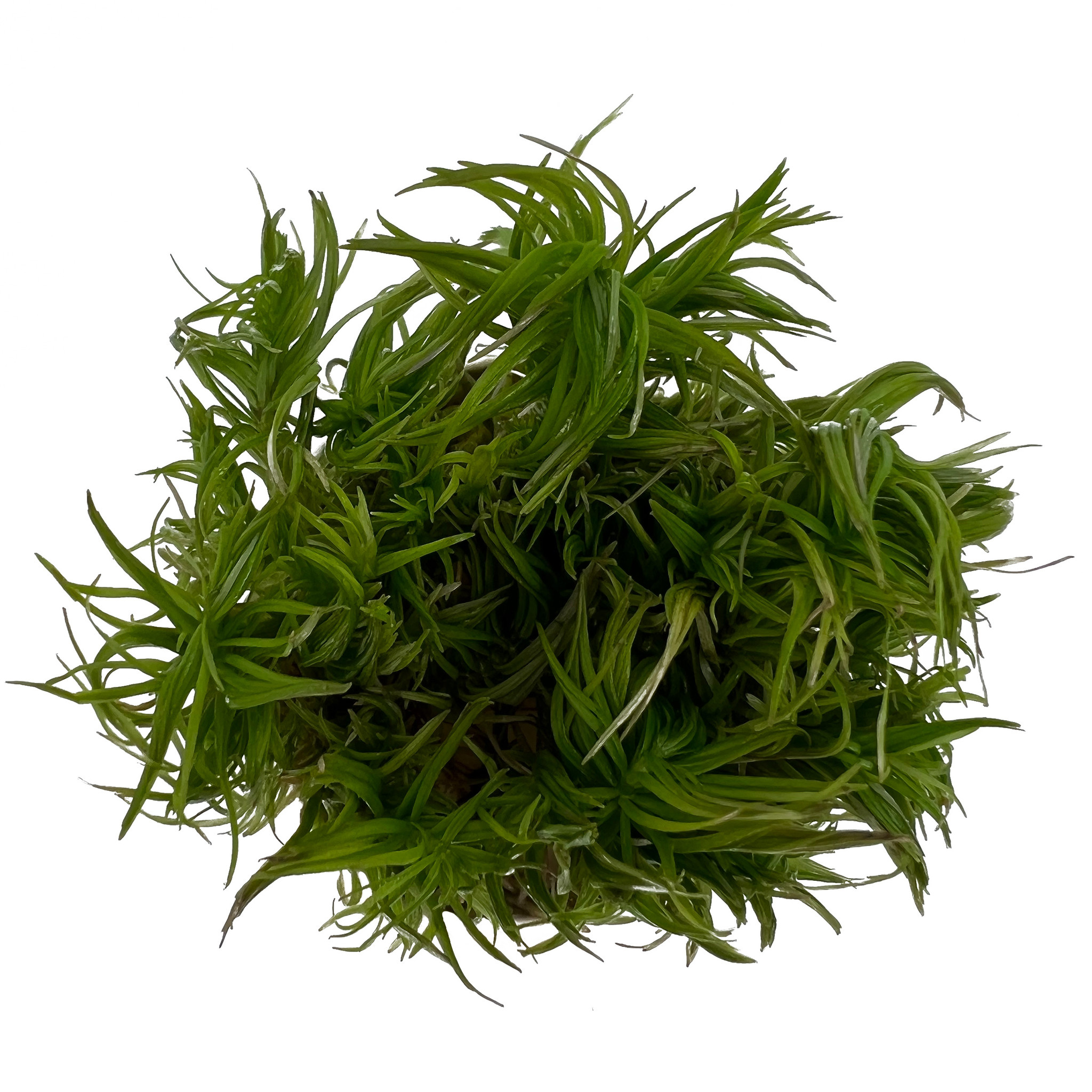 Waterplant Pogostemon Erectus in-vitro | Aquariumplant