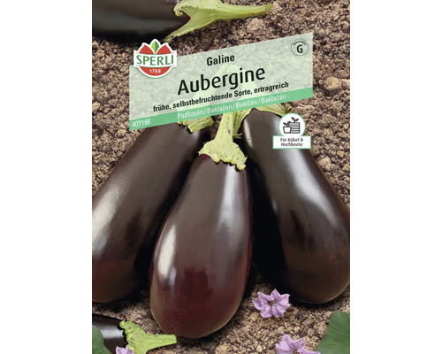 Aubergine Galine, F1 Sperli Hybride Zaad Groentezaden