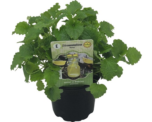Citroenmelisse FloraSelf Melissa officinales 'Relax' Ø 12 cm pot