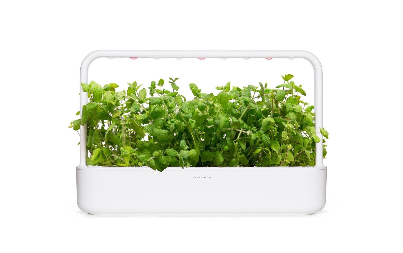 Samen Apfel-Minze, 3er-PackNachfüllpackung zum Smart Herb Garden
