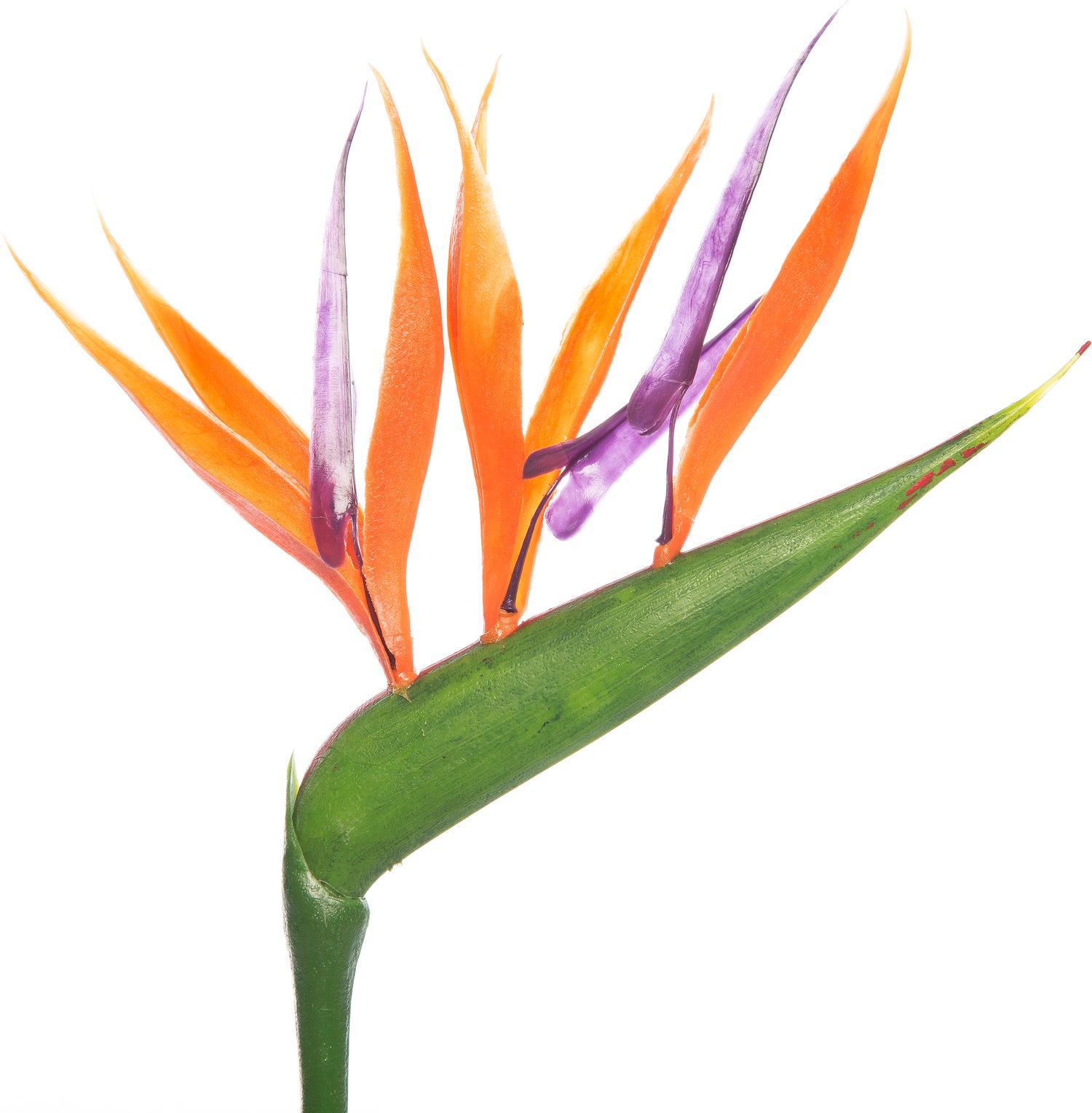 Paradijsvogelbloem met kunstbloem (Strelitzia reginae) D 13 H 35 cm