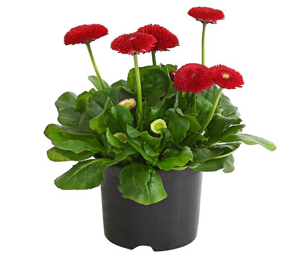 Beet- & Balkonpflanzen-Set Roter Frühling,