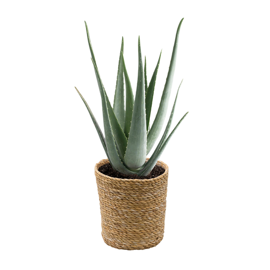 Aloe Vera H50cm - pot D19cm