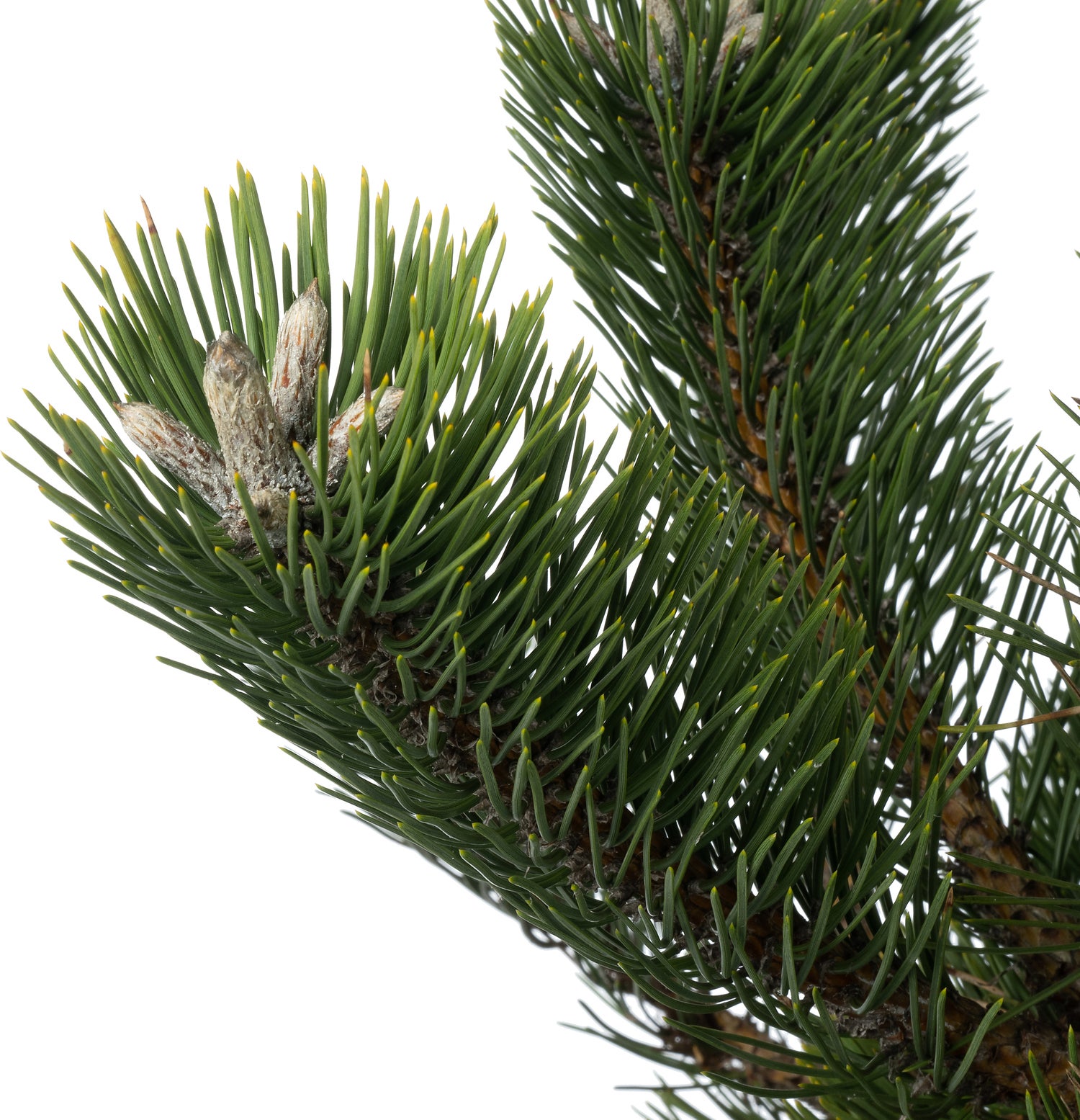 Zwarte Den (Pinus nigra 'Oregon Green' ) D 26 H 40 cm