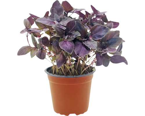 Biologische rode basilicum FloraSelf Biologische Ocimum basilicum Ø 12 cm pot