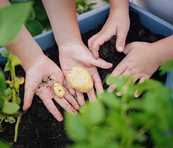 Gusta Garden Kartoffelturm Paul Potato