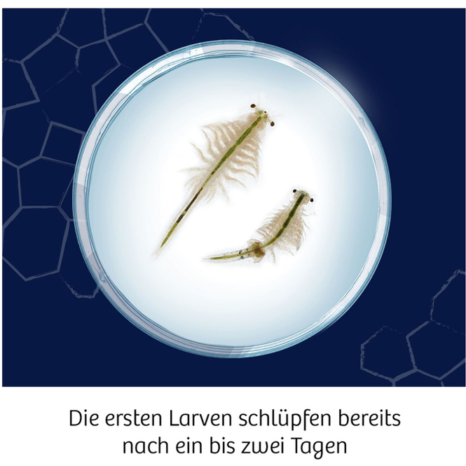 Fun Science - Wuselnde Salzkrebse