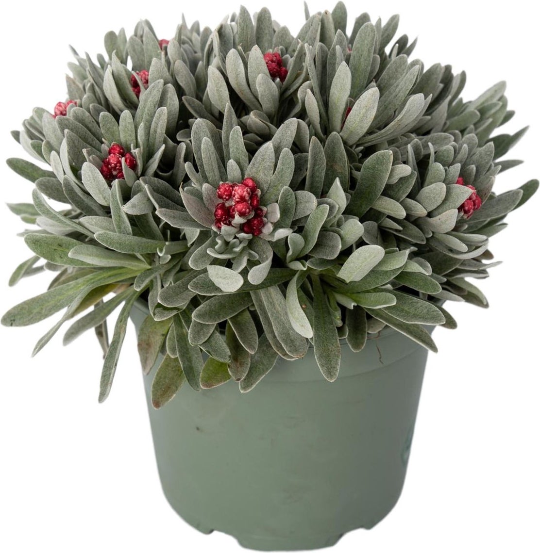 Kerrieplant (Helichrysum amorginum 'Ruby Cluster') D 17 H 25 cm