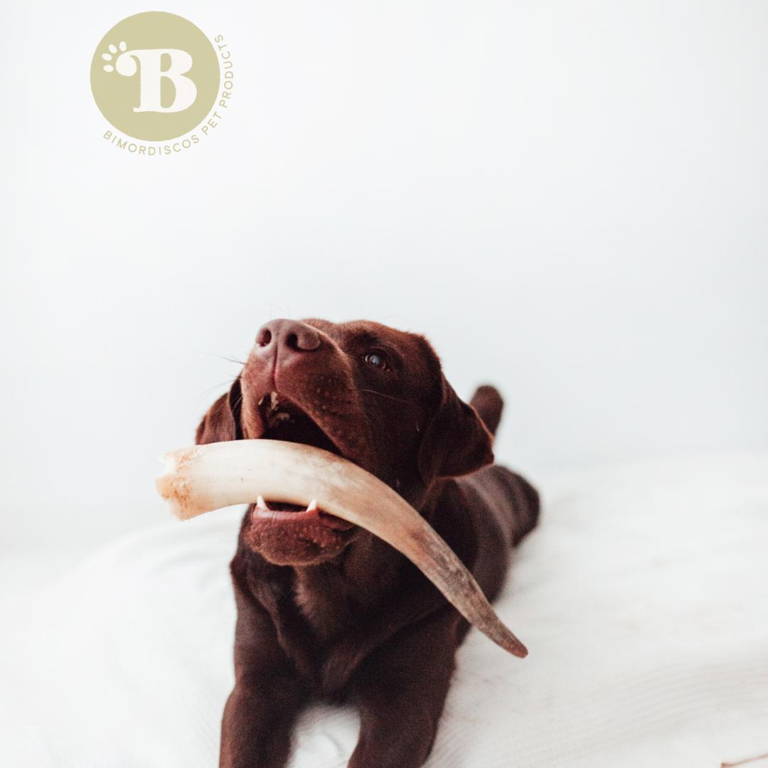 Chifre de vaca/touro BIMORDISCO para cães