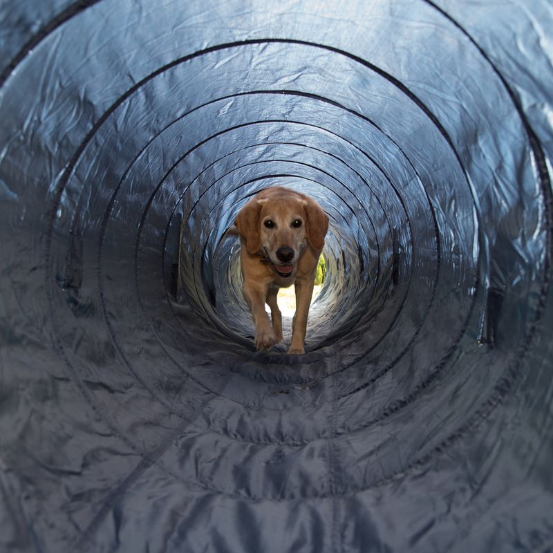 Tunnel Agility Trixie à prix discount sur bitiba.fr