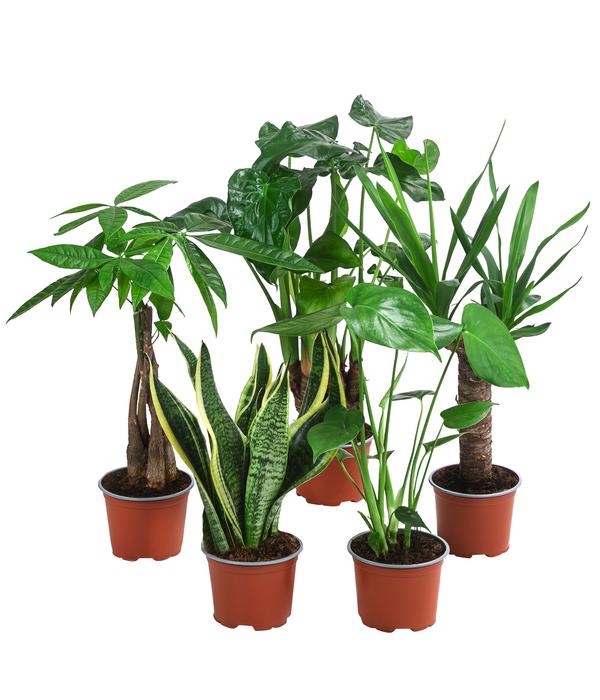 Zimmerpflanzen-Set Tropical, 5-teilig