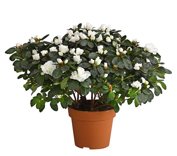 Zimmerazalee - Rhododendron simsii, Busch,