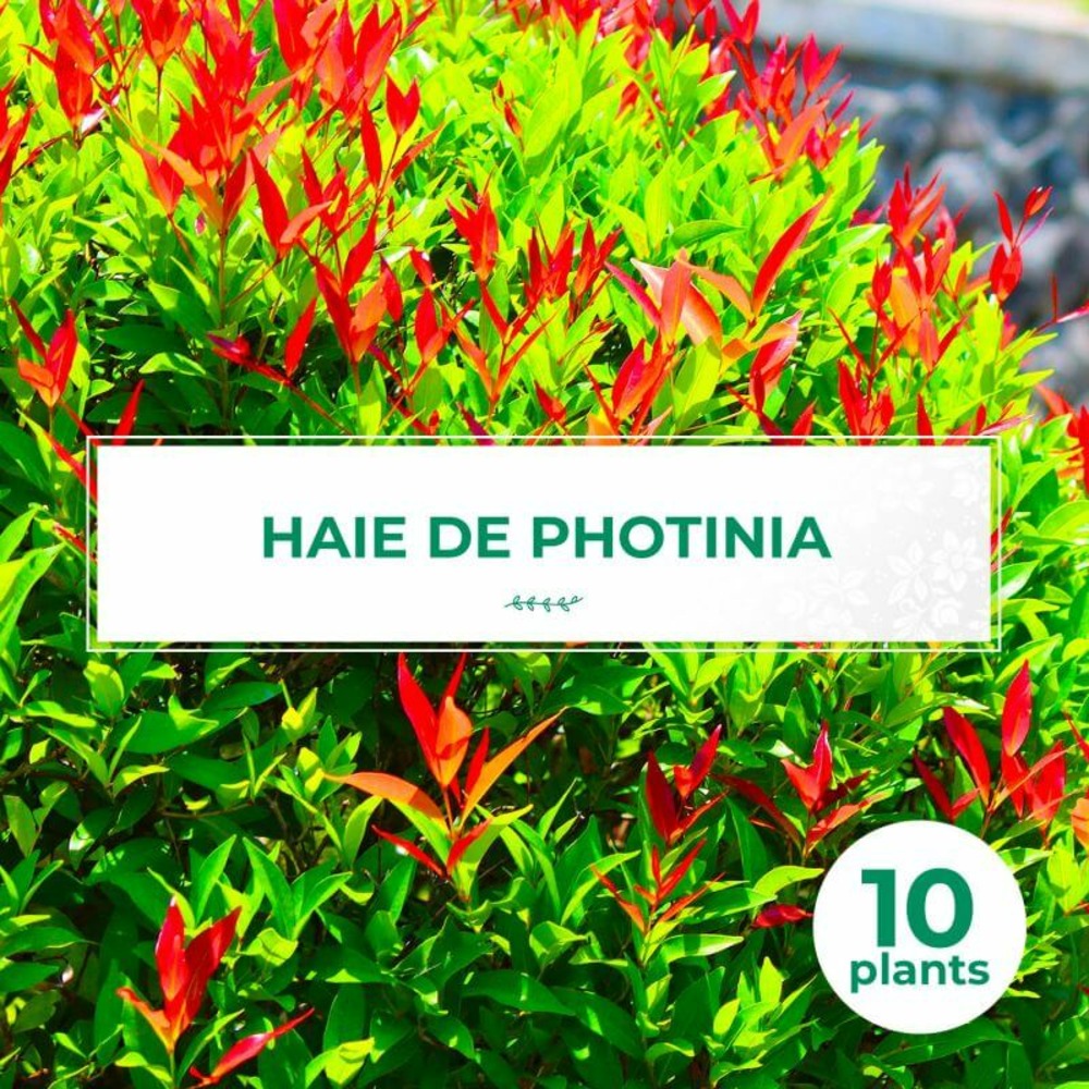 10 photinia (photinia fraseri 'red robin') - haie de photinia red robin - 10 jeunes plants : taille 20/40cm