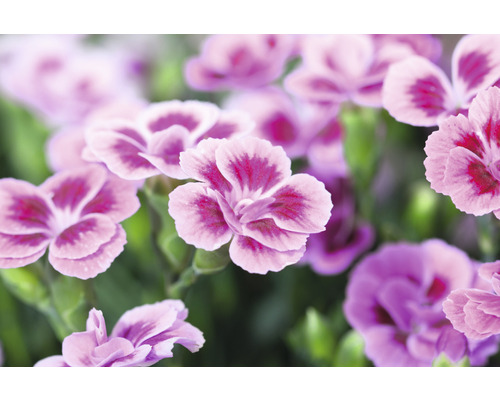 Anjer FloraSelf Dianthus caryophyllus Pink Kisses® Ø 11 cm pot