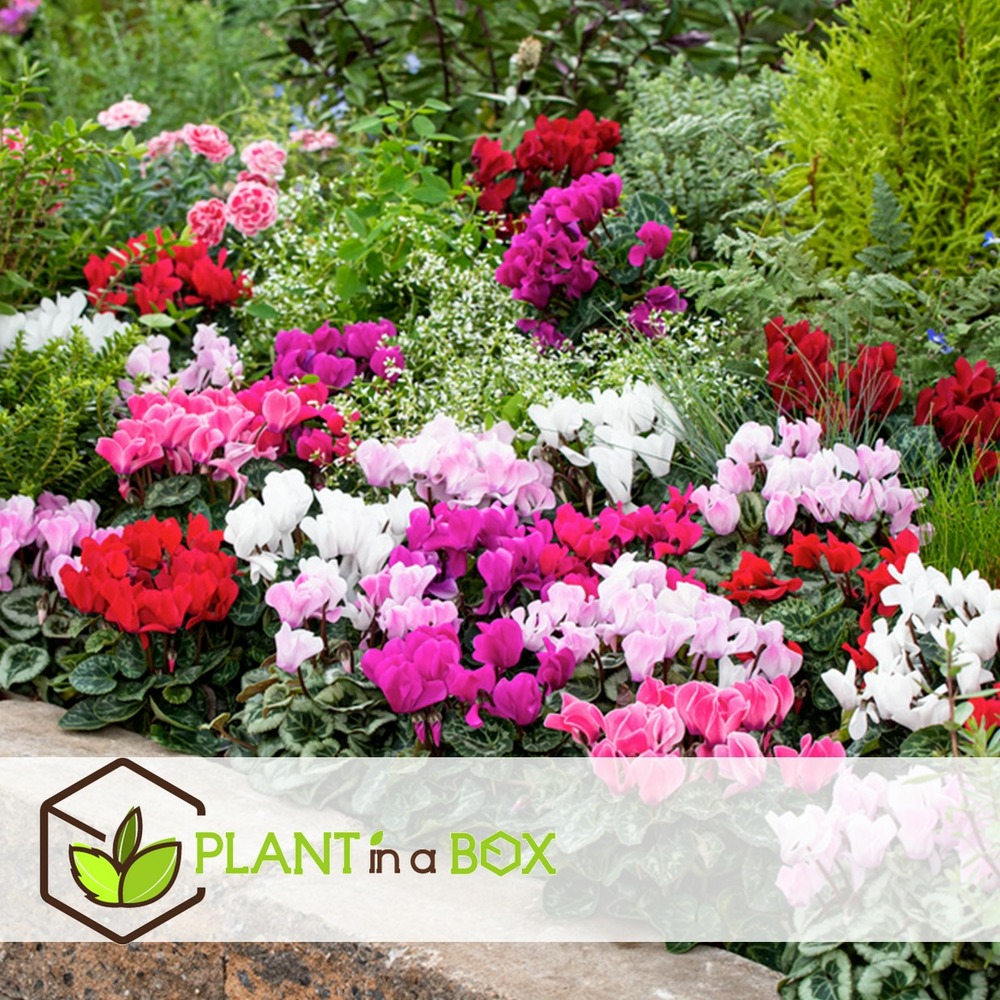 Cyclamen persicum - mix de 3 - plantes d'intérieur - pot 9cm - hauteur 10-20cm