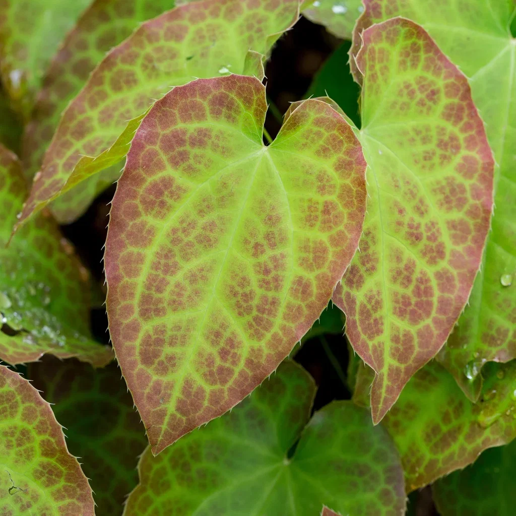Epimedium x perralchicum 'Frohnleiten' Epimedium perralchicum 'Frohnleiten' Ø11 cm