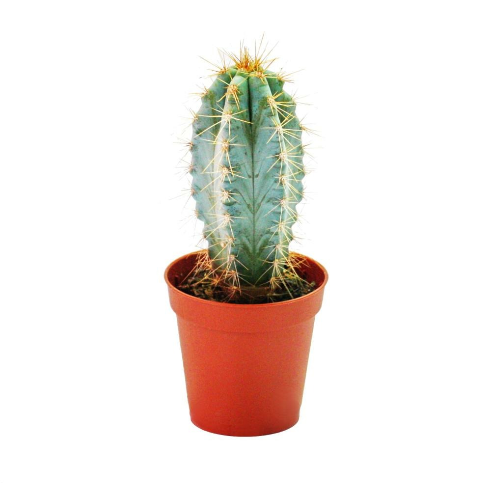 Pilosocereus azureus - petite plante dans un pot de 5,5 cm