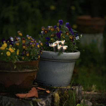 Solar LED tuinprikkers set van 5 stuks bloem, vlinder of bij