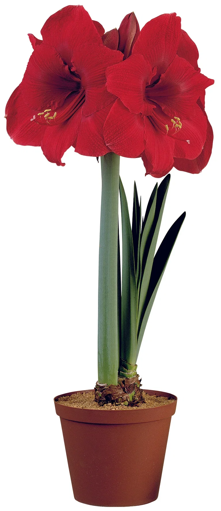 Hippeastrum x hortorum Amaryllis Omkrets 20 cm