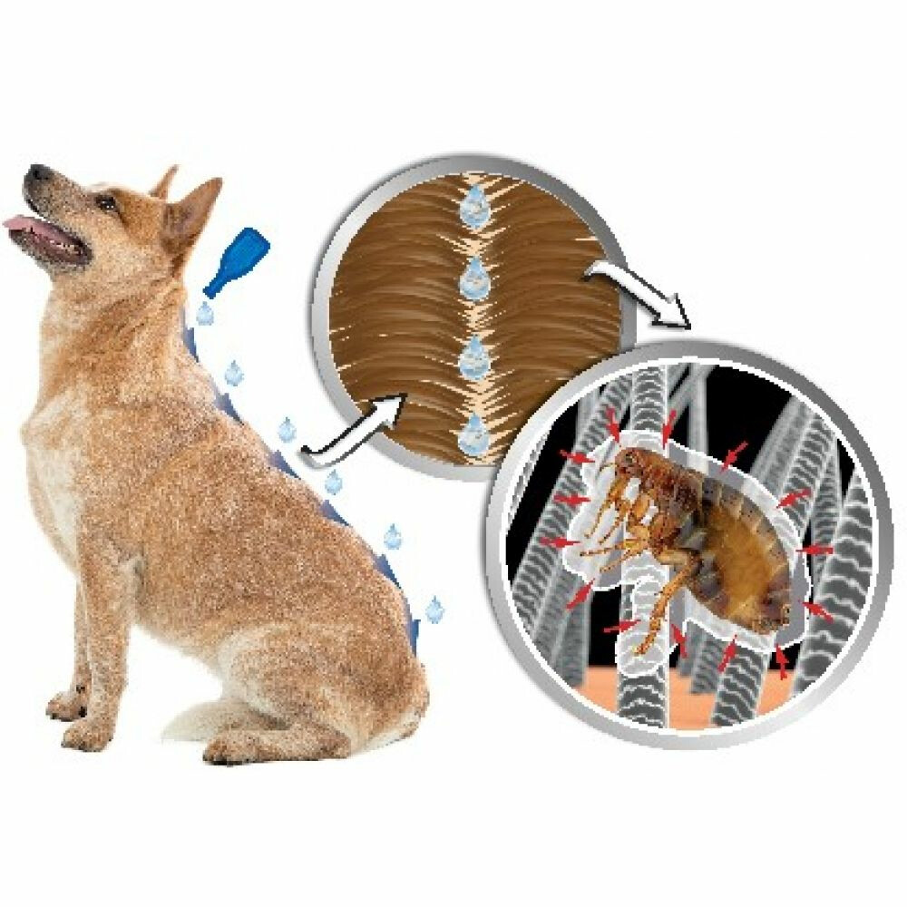 Beaphar DImetHIcare Line-On Anti Teken- en Vlooiendruppels Hond 15 - 30 kg6 pipetten