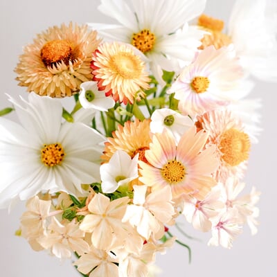 Saatgutkollektion für Blumensträuße, Soft Apricot